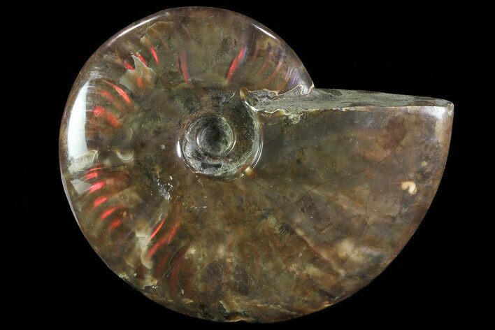 Iridescent Red Flash Ammonite - Madagascar #81384